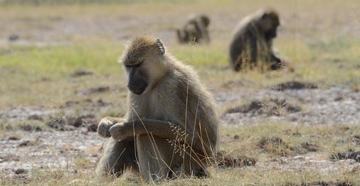 Amboseli baboon