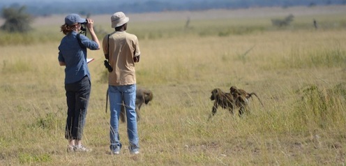 Observing the baboons