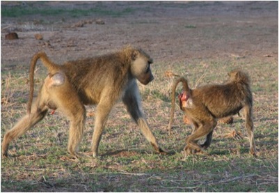 Consorting baboons