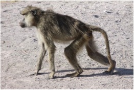 Aging in the Amboseli baboons
