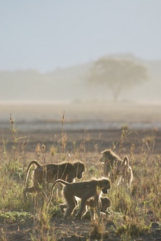 Amboseli baboons