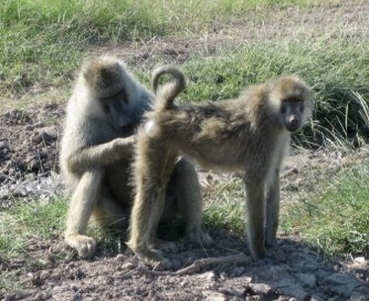 A consorting pair of baboons
