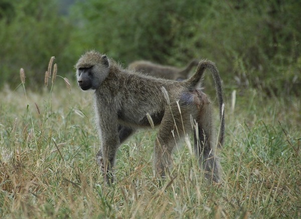 A young female baboon in Amboseli