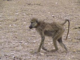 An old female baboon in Amboseli