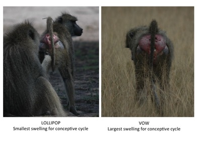 What can you learn from a estrous swelling? // News // Amboseli Baboon  Research Project // University of Notre Dame