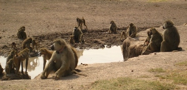 Amboseli baboons