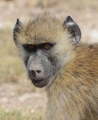 A Juvenile baboon